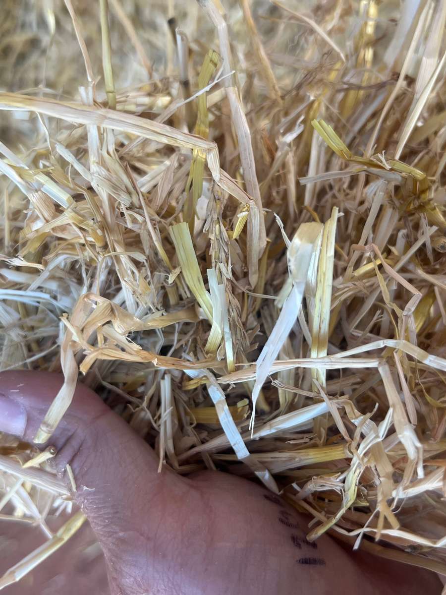 Batch 6634968000169844063 Image