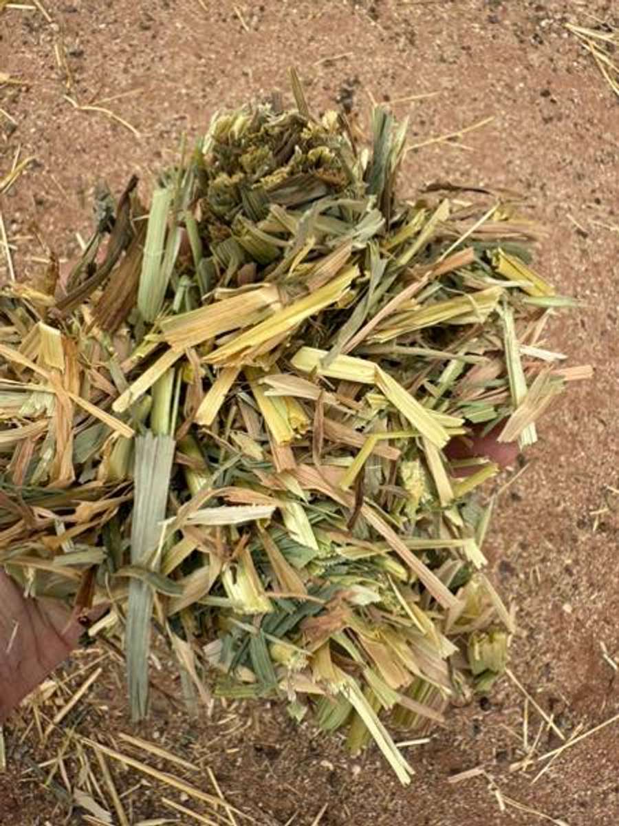 Batch 6634968000169475024 Image